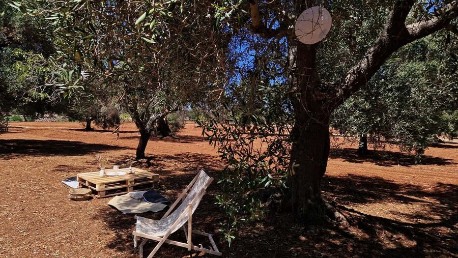 Ostuni: San Vito dei Normani: Organic Picnic in Olive Grove - Timing, language, and finding the meeting point