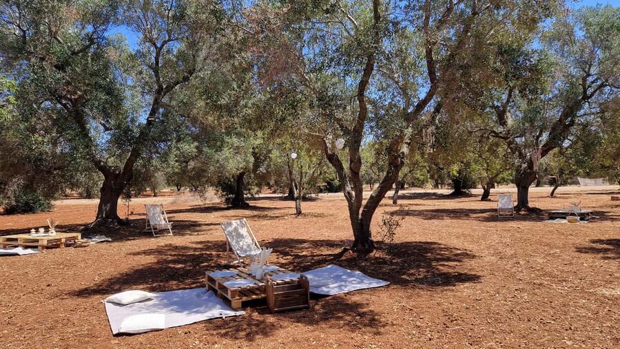 Ostuni: San Vito dei Normani: Organic Picnic in Olive Grove - How the value compares with a normal lunch