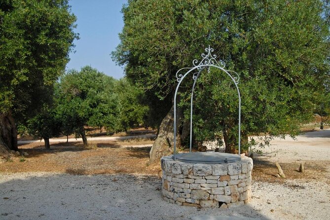Ostuni : Tasting of Extra Virgin Olive Oil in Masseria - Walking through Masseria Valente’s olive grove