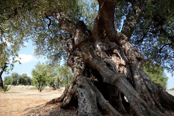 Ostuni : Tasting of Extra Virgin Olive Oil in Masseria - Is $48.06 a fair price?