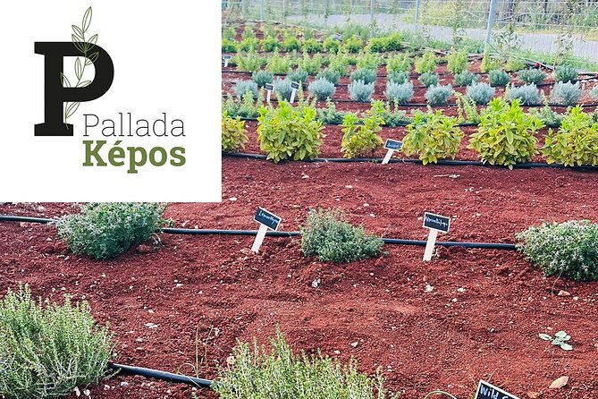 Pallada Semi-Private Olive Oil Tours in Sternes, Chania - Why a group of eight changes the visit