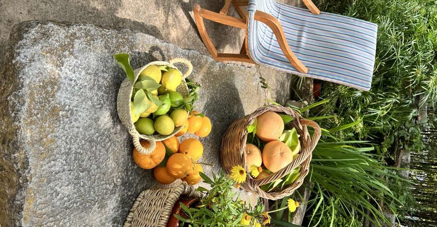 Palma: Orange Farm, Olive Mill, & Winery Tour with Tastings - Why this tour works for food-minded visitors