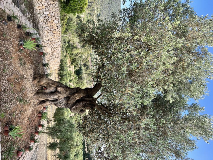 Palma: Orange Farm, Olive Mill, & Winery Tour with Tastings - Who should book this day in Mallorca?