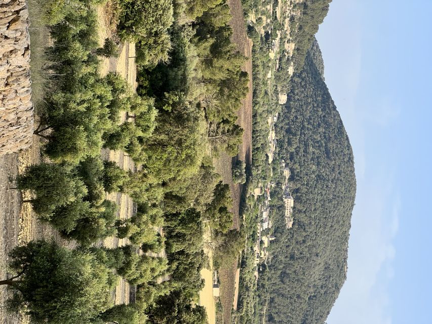 Palma: Orange Farm, Olive Mill, & Winery Tour with Tastings - The orange plantation and a taste of Mallorca’s countryside