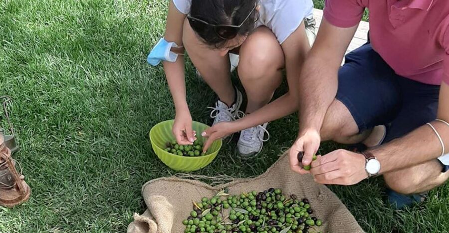 Partinico: Olive Harvest with Wine Tasting and Brunch - Why this olive harvest feels different
