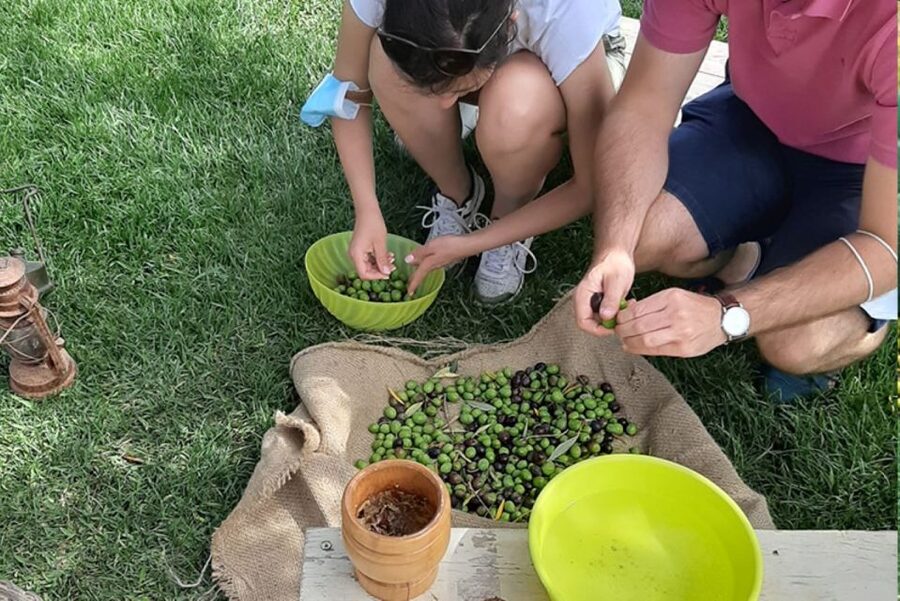 Partinico: Olive Harvest with Wine Tasting and Brunch - Tasting the first extra-virgin olive oil