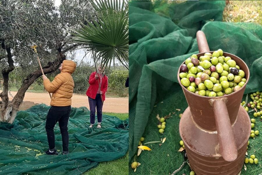 Partinico: Olive Harvest with Wine Tasting and Brunch - Who should book this experience?
