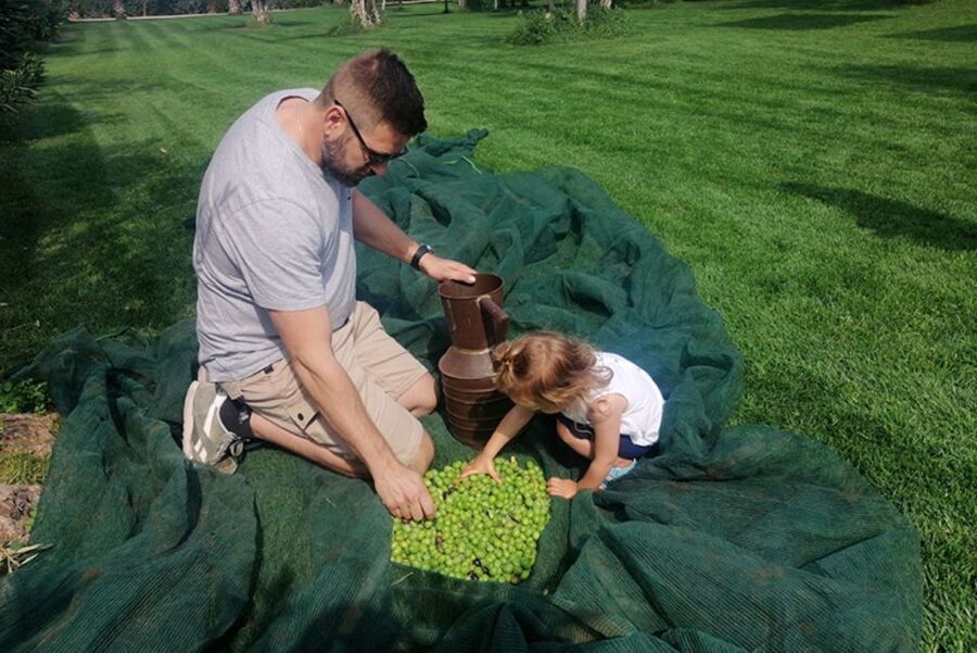 Partinico: Olive Harvest with Wine Tasting and Brunch - Working beneath the centuries-old olive trees