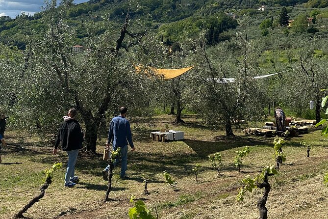 Picnic among the Olive Trees and Tasting of Oil and Local Flavors - Tasting extra virgin olive oil and local wine