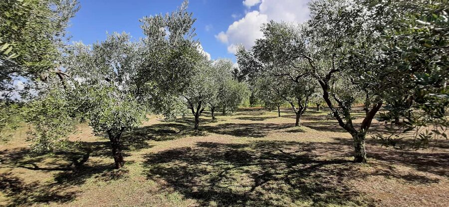 Poreč: Olive Grove Walk and Tasting with Local Products - Key points to know before you book