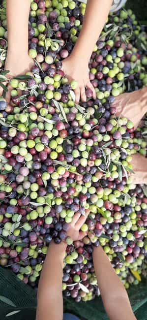 Poreč: Olive Grove Walk and Tasting with Local Products - Understanding what extra virgin oil should taste like