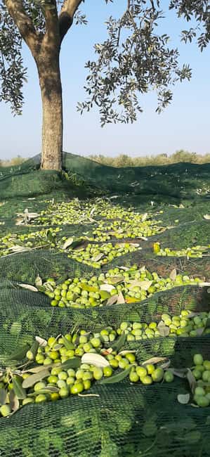 Poreč: Olive Grove Walk and Tasting with Local Products