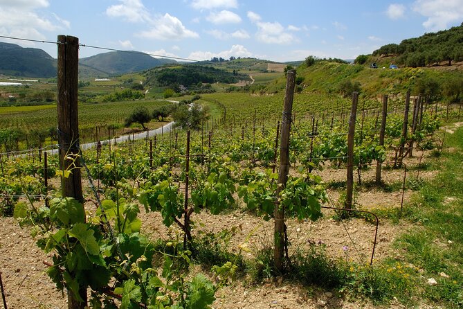Premium Cretan Olive Oil Tasting, Wine, Raki and Local Food Tour - Kounavi: five wines and a sommelier-led visit