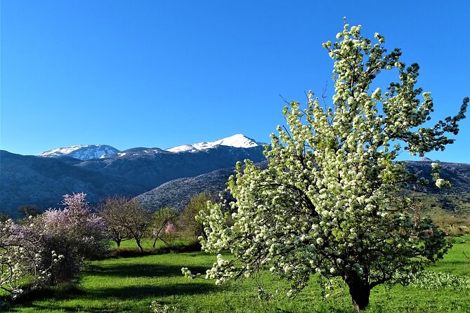 Private Guided Tour to Lasithi Plateau Villages & Olive Oil Mill - Lunch at Tzanakis Michael