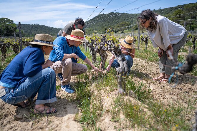 Private Pic Saint Loup Wine and Olive Tour from Montpellier - Combaillaux and the first taste of local olive oil