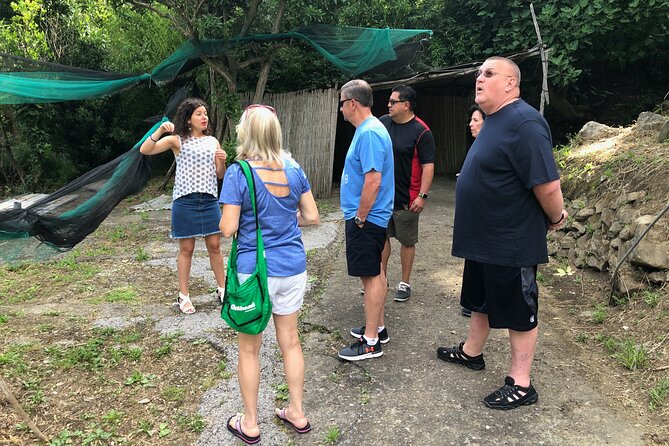 Private Pompeii Tour with lunch and Olive Oil Factory Experience - What private transport changes