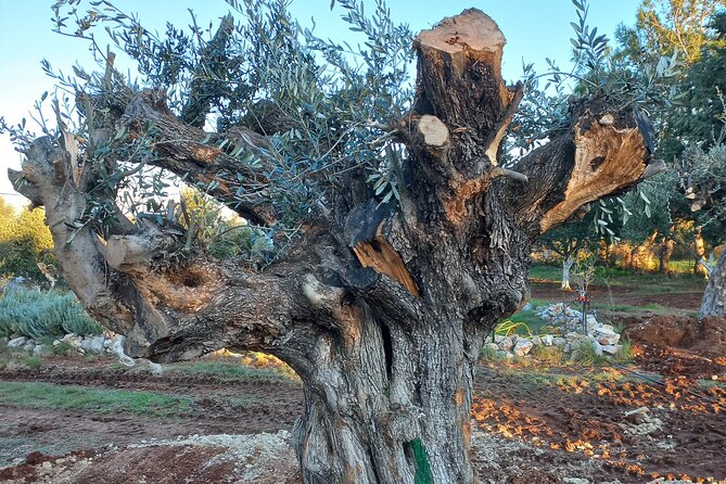 Private Tour: Discover the Secret World of Olives in Afantou - Walking through 150 olive trees