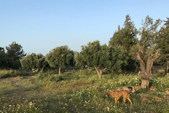 Private Tour: Discover the Secret World of Olives in Afantou - The hands-on olive workshop