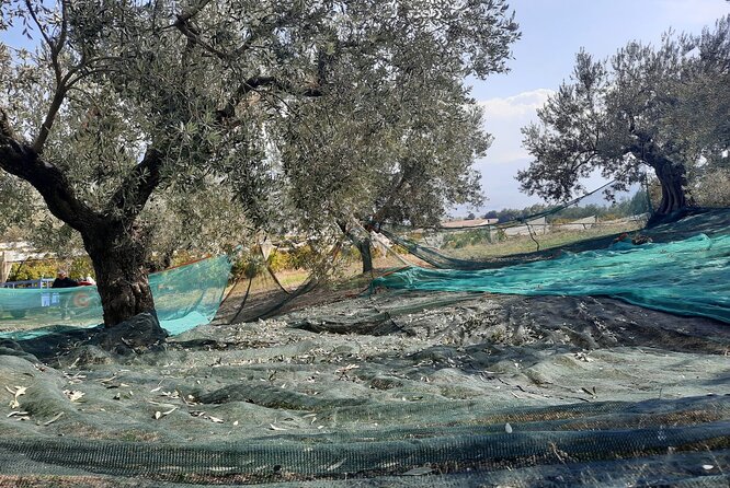 Private tour in Nafplio with Olive oil Tasting Tour in Corinth - The Corinth Canal in 20 minutes