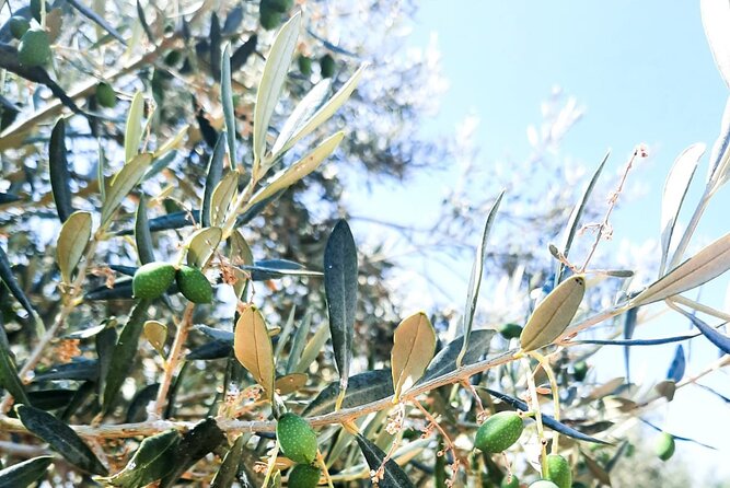 Private tour in Nafplio with Olive oil Tasting Tour in Corinth - Who will enjoy this day most