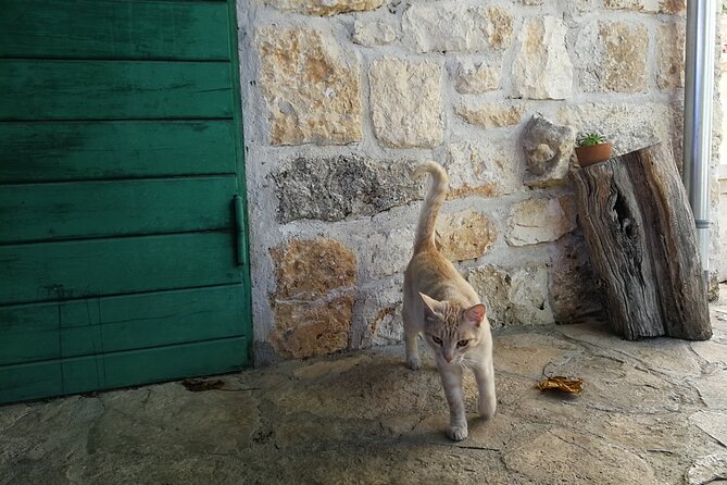 Private tour of Brač island with olive oil tasting - A private guide changes the feel of the day