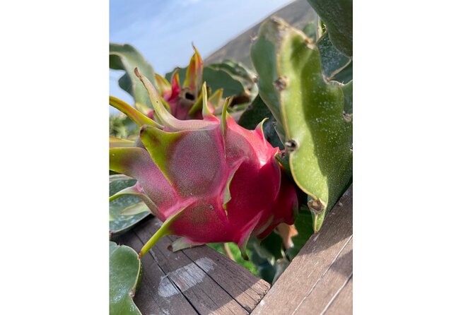 Private Traditional Olive Grove and Dragon Fruit Farm Tour - Key points at a glance