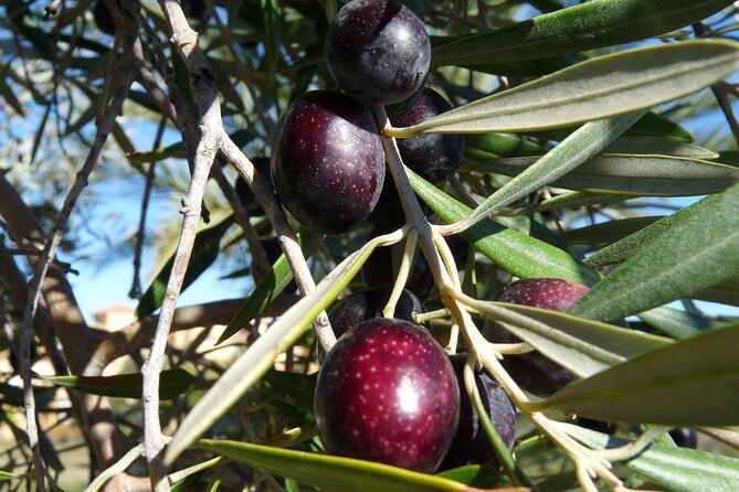 Private Traditional Olive Grove and Dragon Fruit Farm Tour - Why this farm visit is different from a standard Heraklion tour
