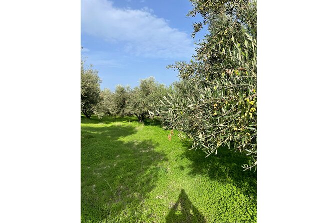 Private Traditional Olive Grove and Dragon Fruit Farm Tour - Dragon fruit in Crete