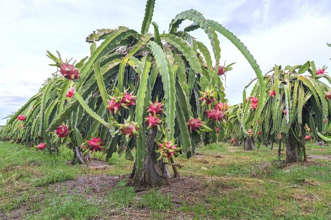 Private Traditional Olive Grove and Dragon Fruit Farm Tour - The shaded table is the real heart of the visit