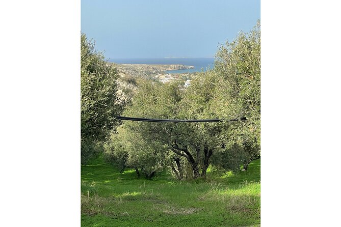 Private Traditional Olive Grove and Dragon Fruit Farm Tour - Meeting Alex, his wife, and Maria
