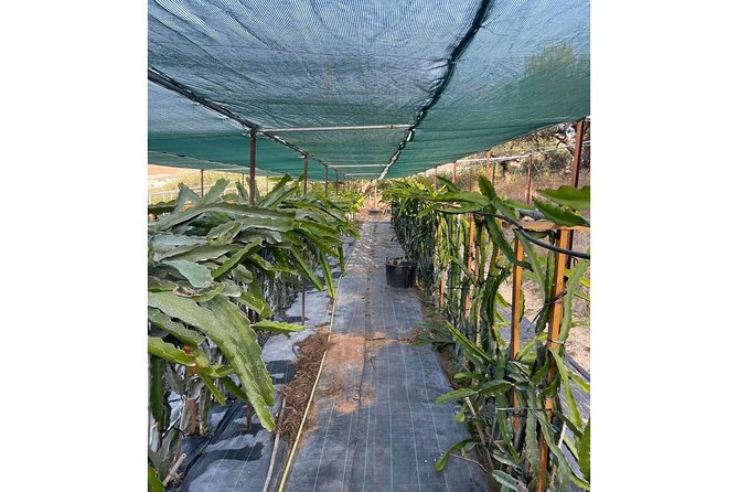 Private Traditional Olive Grove and Dragon Fruit Farm Tour - Who will enjoy this farm experience most