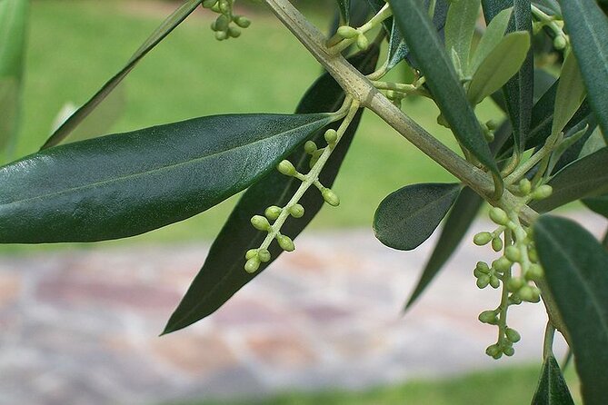 Private Traditional Olive Grove and Dragon Fruit Farm Tour - The first look at the olive grove and snail farm