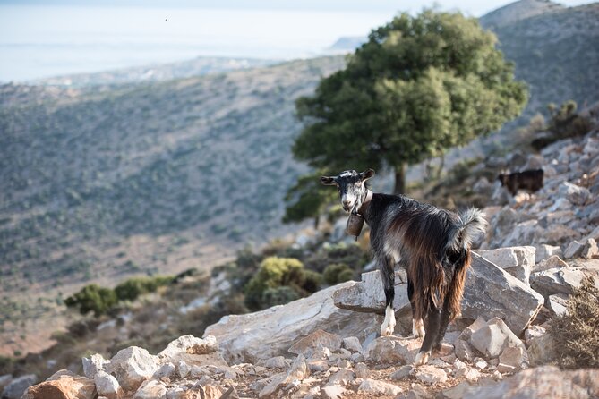 PRIVATE-Zeus Cave-Knossos-Olive oil Factory-Traditional Villages. - A quick look at Malia and Heraklion