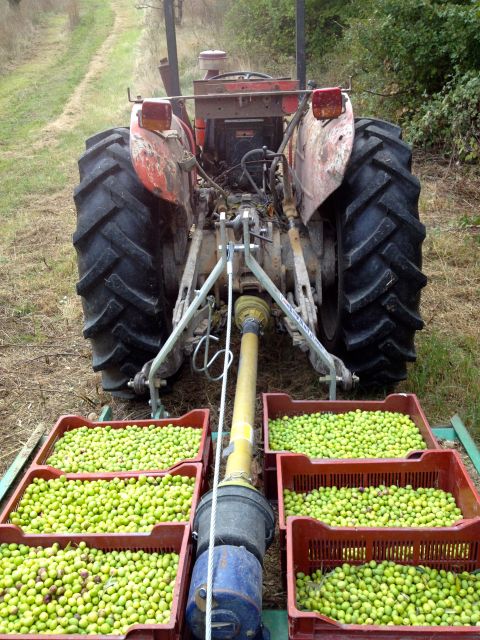 Provence Olive Harvest - A working olive farm near Cadenet