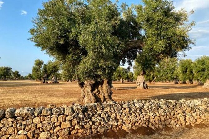 Puglia Olive Oil Tasting Experience with Olive Grove Walk - Ancient olive trees near Ostuni