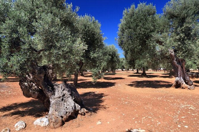 Puglia Olive Oil Tasting Experience with Olive Grove Walk - Who will enjoy this visit most?