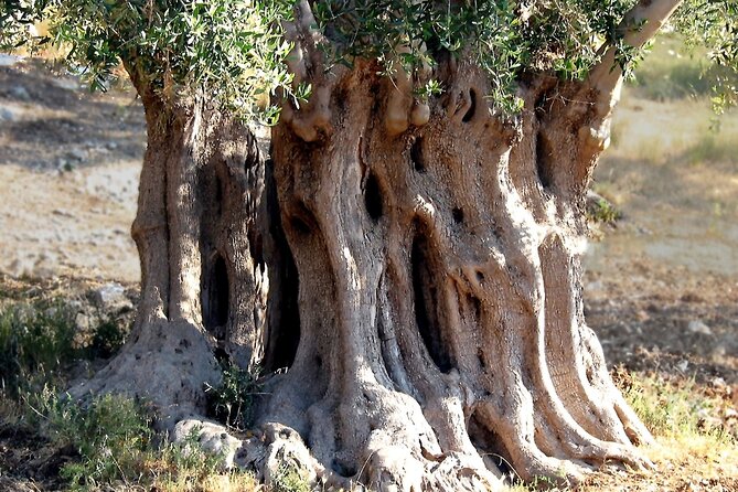 Puglia: Olive Oil Tasting Experience with Olive Grove Walk - Going below ground at the historic mill