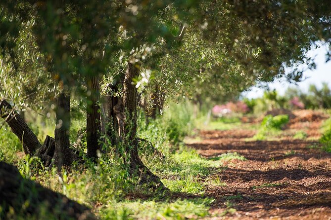 Raccolta delle olive e degustazione vini e olio con brunch ad Alcamo - The five-part Sicilian brunch