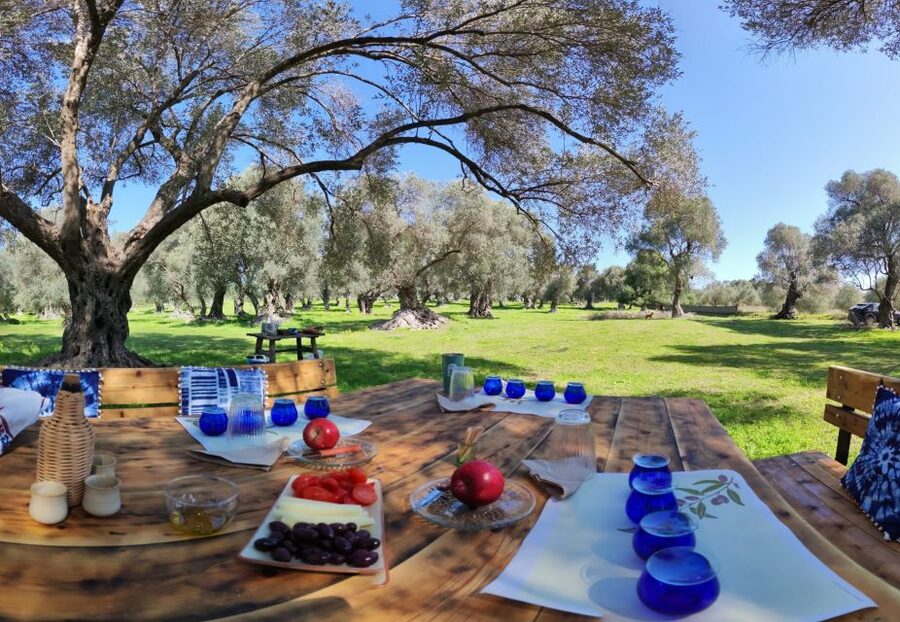 Rethymno: Olive Oil Tasting with Cretan Food Pairing - Tasting four oils under the trees