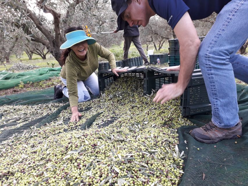 Rethymno: Olive Oil Tasting with Cretan Food Pairing - A four-course Cretan food pairing