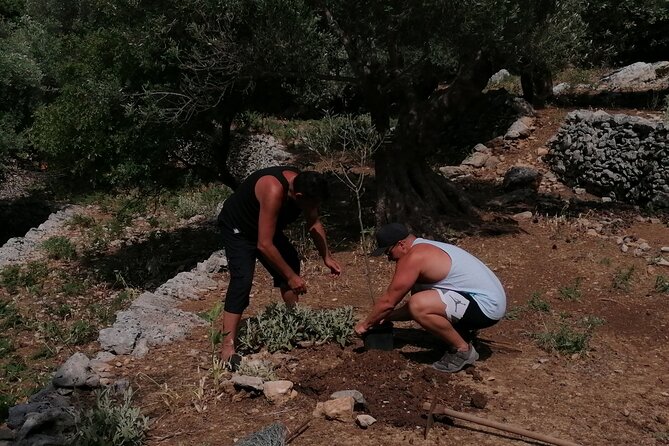 Rethymnon Olive Tree Sponsorship Protect and Plant Tour - Booking, weather, and timing