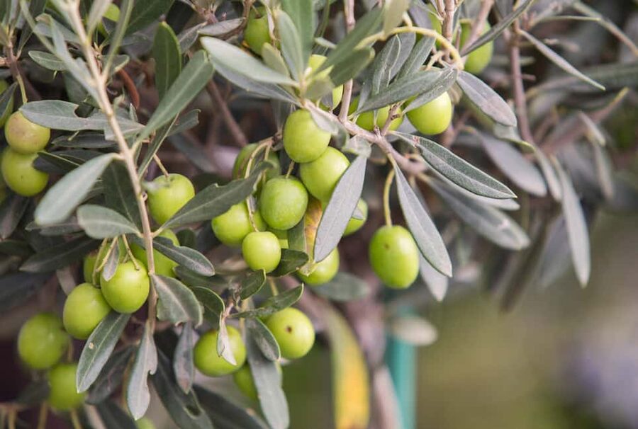 Rome: Masterclass Extra Virgin Olive Oil & Table Olives - What I Like, and What I Would Improve
