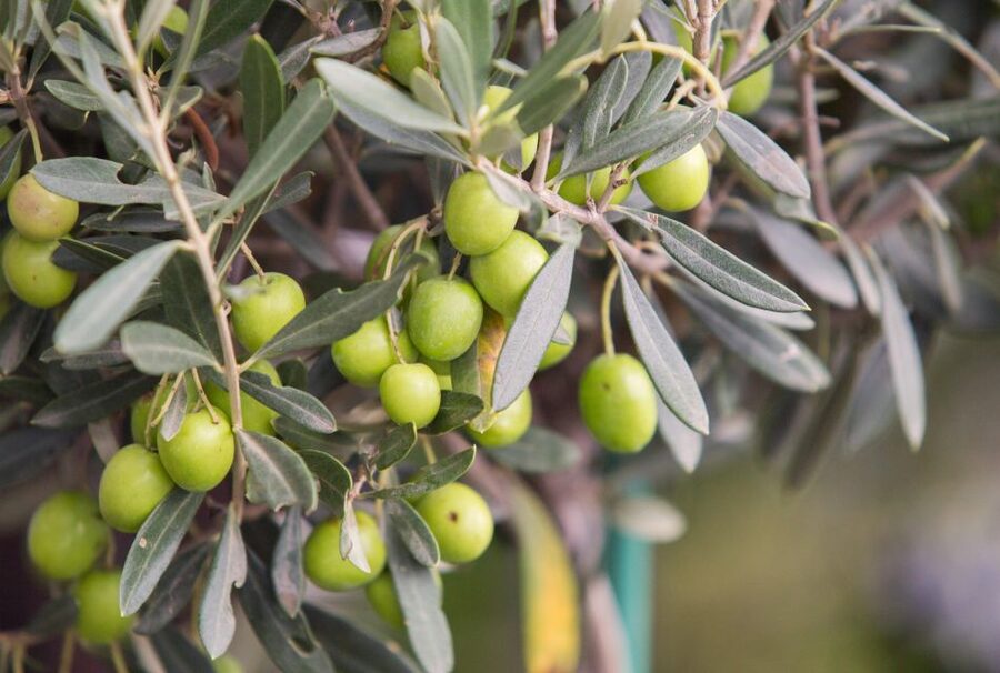 Rome: Masterclass Extra Virgin Olive Oil & Table Olives - Should You Book the EVOO Masterclass?