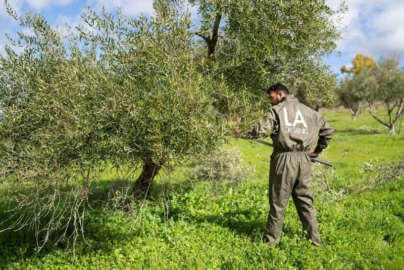 Ronda: LA Almazara LA Organic, Olive Oil Museum and Tasting - Key points to know before you go