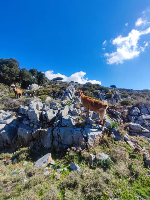 Safari:Lasithi plateau, Mythology park,olive oil tasting - Avdou and Sfendyli add two more village views