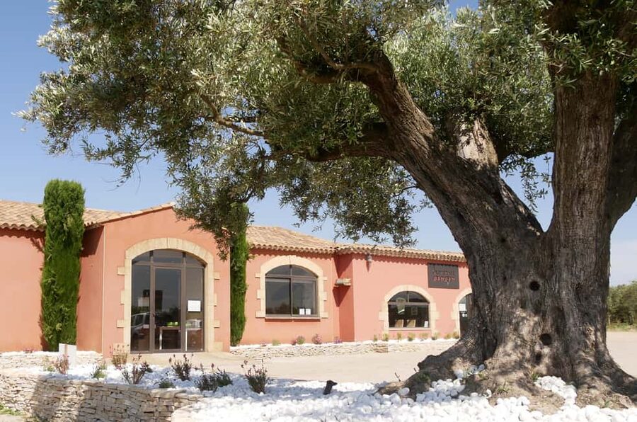 Saint Gilles: Visit an olive oil mill in an organic olive grove - From olive grove to oil mill