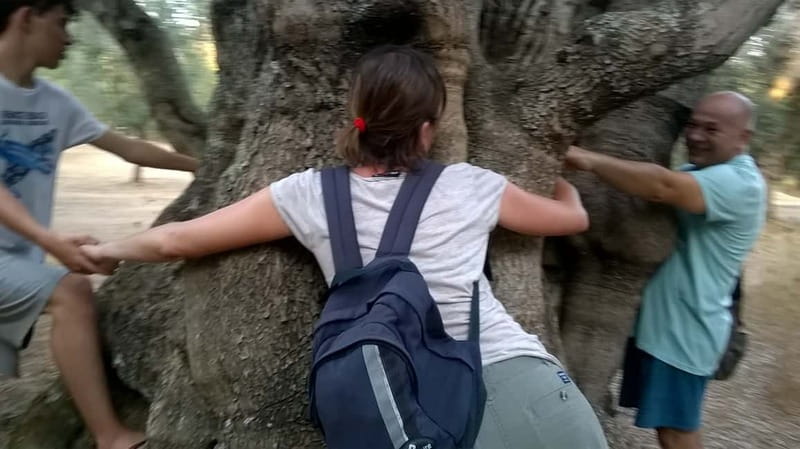 Salento: Olive Oil Mill Walking Tour with Tastings - From olive tree to bottle
