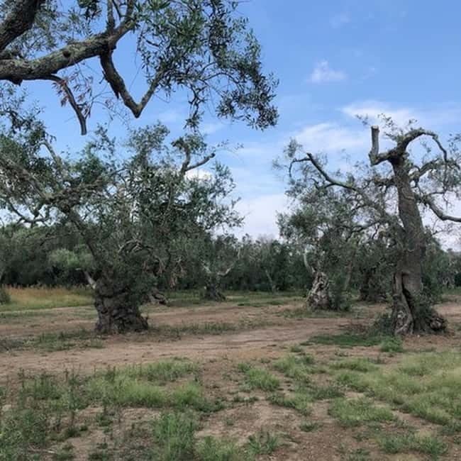Salento: Olive Oil Mill Walking Tour with Tastings - Ricotta, bruschetta, and a glass of wine