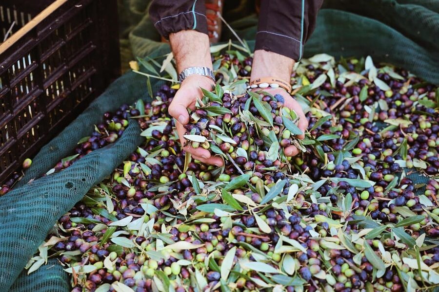 San Felice: Olive Oil Tasting with local food on Garda Hills - Turning olive oil into a full local meal