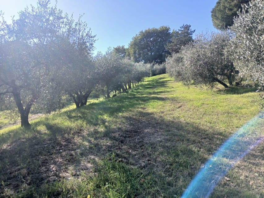 San Gimignano: Winery Visit with Picnic in Olive Grove - Key points to know before booking